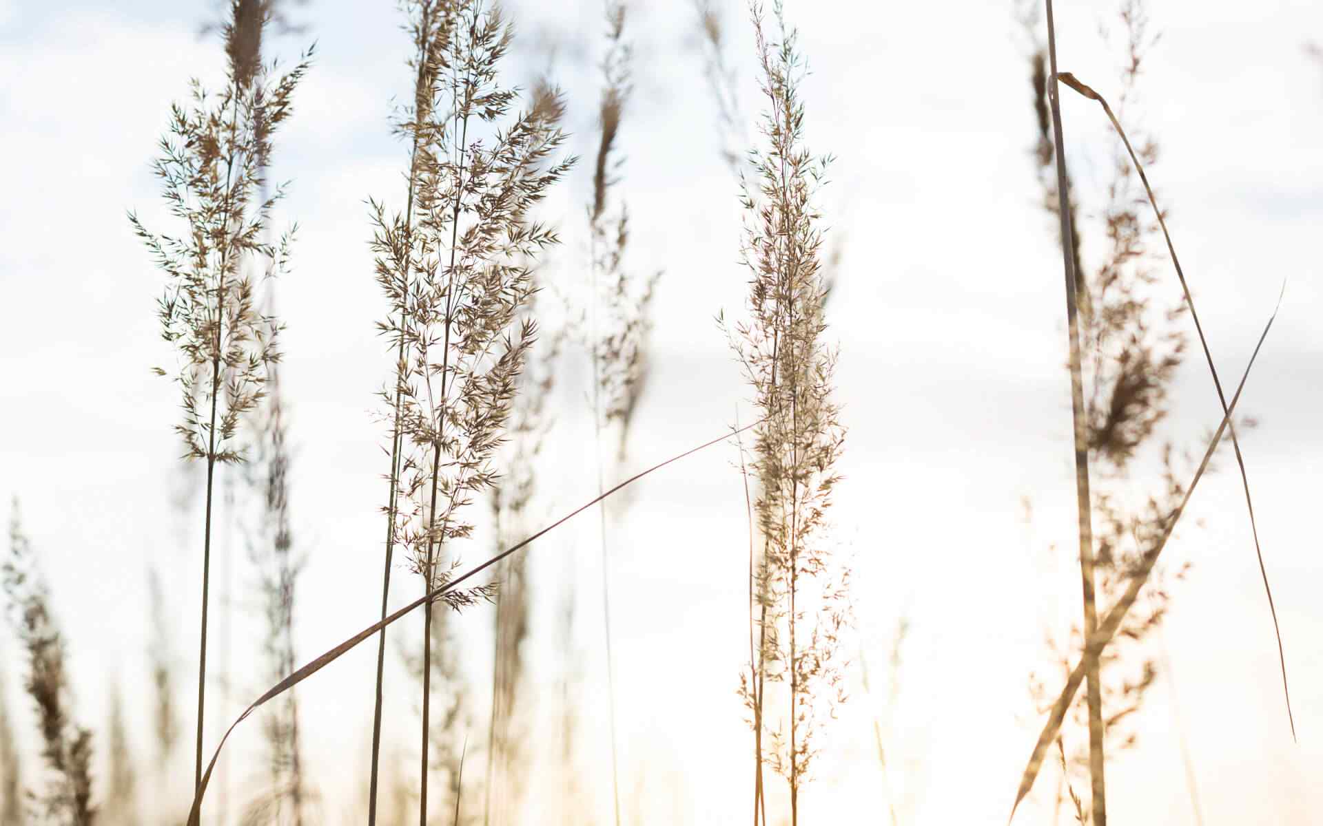 Does Marriage Therapy & Counseling Work?